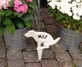 No_dog