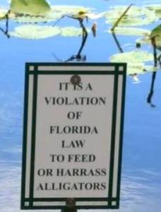 dont_feed_alligators 2